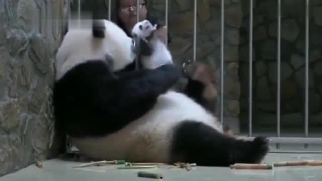 熊猫青春蜜糖在线观看,甜蜜校园恋曲在线放送  第1张