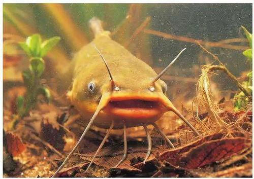 北极鲶鱼爆料博主视频,揭秘博主爆料视频背后的真相 第1张 北极鲶鱼爆料博主视频,揭秘博主爆料视频背后的真相 第1张