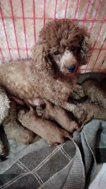 虎妞的爆料视频大全集,揭秘娱乐圈不为人知的秘密  第3张